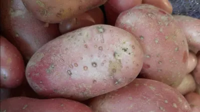 Польша предложила исключить кольцевую бактериальную гниль картофеля...