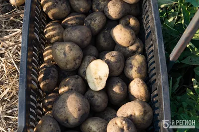 Средство для защиты картофеля от болезней и вредителей «Табу Трио» по цене  222 ₽/шт. купить в Саранске в интернет-магазине Леруа Мерлен
