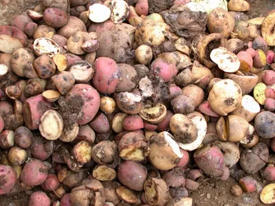 Антракноз картофеля: возможности химической защиты — Журнал \"Картофельная  Система\"