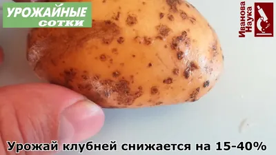 Болезни картофеля в период хранения