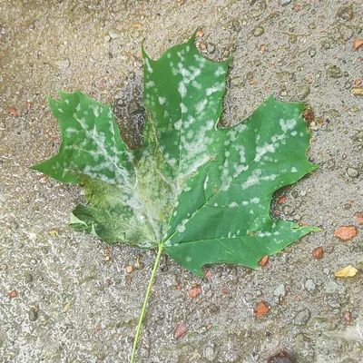 Клен остролистный 'Глобозум'/Acer platanoides 'Globosum' C 32/Pa 200 — цена  в Энгельсе, купить в интернет-магазине, характеристики и отзывы, фото