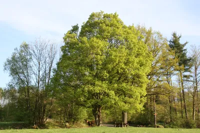 Acer platanoides 'Emerald Queen', Клен остролистный 'Эмералд  Квин'|landshaft.info