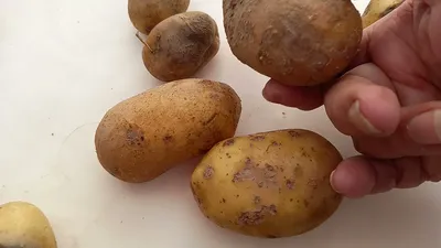 Что опасней для картофеля
