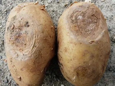 Парша