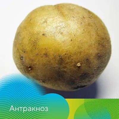 Картофель Метеор - Архив - Семена и саженцы почтой от НПО Сады России (Сад  и огород). Интернет-магазин посадочного материала.