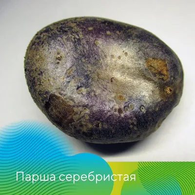 Ранние сорта картофеля - РЕСПУБЛИКАНСКОЕ УНИТАРНОЕ ПРЕДПРИЯТИЕ  «НАУЧНО-ПРАКТИЧЕСКИЙ ЦЕНТР НАЦИОНАЛЬНОЙ АКАДЕМИИ НАУК БЕЛАРУСИ ПО  КАРТОФЕЛЕВОДСТВУ И ПЛОДООВОЩЕВОДСТВУ»