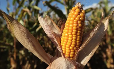 Болезни кукурузы и меры борьбы с ними