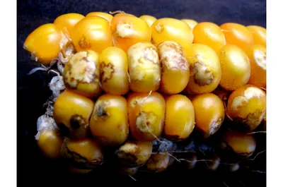 Болезни сахарной кукурузы Выращивание кукурузы
