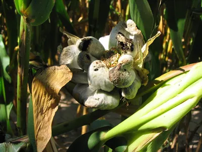 Болезни кукурузы. стоковое фото. изображение насчитывающей грибок -  193042634