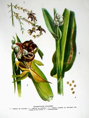 Болезни кукурузы. Maydis Ustilago. Стоковое Фото - изображение  насчитывающей еда, деликатность: 170426034