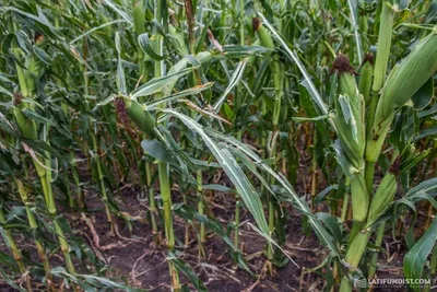 Кукуруза: чем полезна и кому нельзя - 17 августа, 2023 Статьи «Кубань 24»