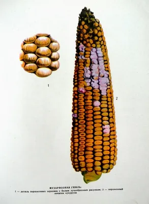 Влияние кукурузы Infested. Кукурузное поле летом с воздействием кукурузы  болезни в переднем плане Стоковое Изображение - изображение насчитывающей  плесени, листья: 181287527