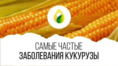 Увеличение урожайности кукурузы