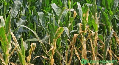 Пузырчатая головня кукурузы – болезни растений