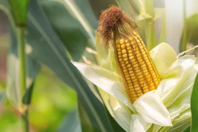 Фузариоз всходов кукурузы. Признаки и последствия заболевания. Эффективные  способы защиты в 2024 | Агроэксперт-Трейд