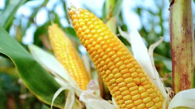 Защита кукурузы от болезней, вредителей и сорняков | «Сингента» в России