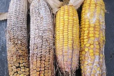 Болезни кукурузы - защита и меры борьбы | Блог LNZWeb
