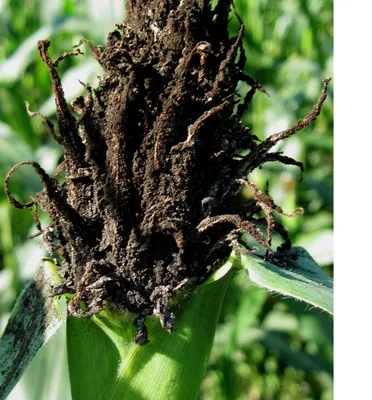 Болезни початков кукурузы | ВКУСНЫЙ ОГОРОД | Дзен