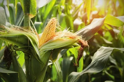 Самые первые» болезни кукурузы — АгроXXI