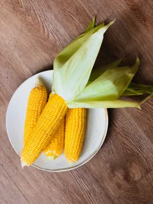 Пузырчатая головня кукурузы – болезни растений