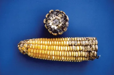 Пыльная головня кукурузы | Торговый Дом «КЧХК»