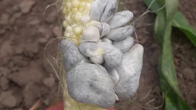Смоляная пятнистость кукурузы может убить поле за неделю