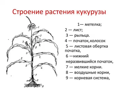 Кукуруза: вредители и болезни