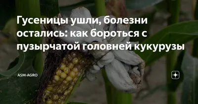 Пять фактов о кукурузе, которые нужно учесть при выращивании