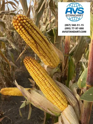Проверка плантаторов кукурузы диагностирует болезнь кукурузы и солнце  падает Стоковое Фото - изображение насчитывающей заболевания, потребление:  180872472