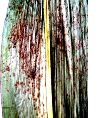 Влияние кукурузы с болезнью в поле во время жаркого лета Стоковое  Изображение - изображение насчитывающей заплесневелый, повреждение:  205087319