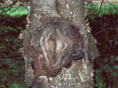 Болезни липы и их лечение