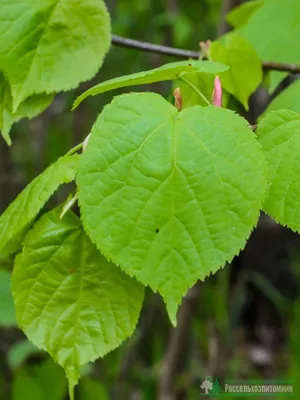Липа мелколистная Гринспаер (Tilia cordata Greenspire)