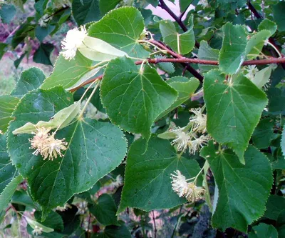 Липа - Tilia. Флора Ульяновской области.