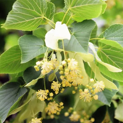 Липа крупнолистная (Tilia platyphyllos)
