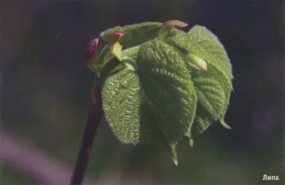 Зеленое дерево