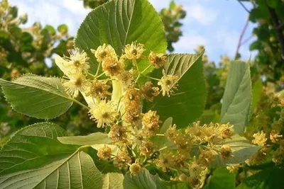 Липа американская (Tilia americana) - PictureThis