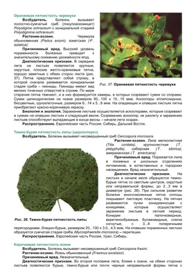 Липовый цвет – от всех бед. В Новороссийске зацвела липа | 24.06.2021 |  Новороссийск - БезФормата