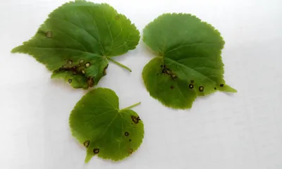 Липа американская (Tilia americana) купить по цене цена по запросу от  питомника саженцев и растений Центросад | Фото и консультация по уходу