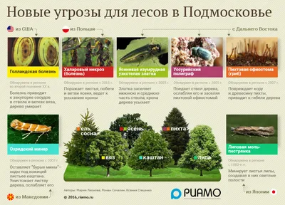 Удивительные преимущества цветов липы - КазахЗерно