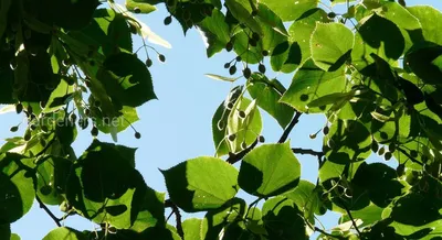 Липа мелколистная (Tilia cordata)