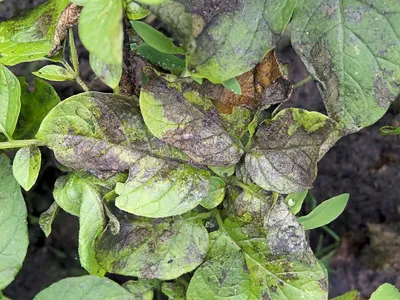 Ризоктониоз, или чёрная парша клубней | Болезни растений | «Сингента» в  России