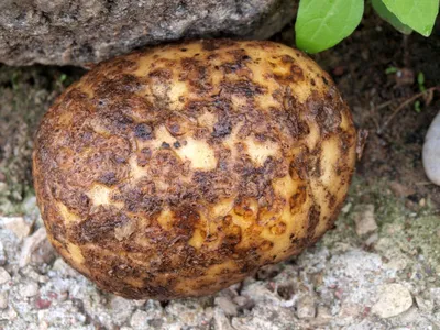 Болезни картофеля - описание и лечение, борьба с заболеваниями