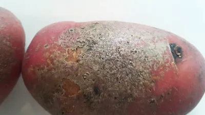 Болезни картофеля - YouTube