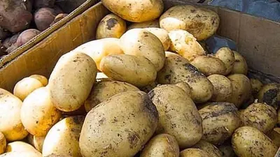Фитосанитарная обстановка, связанная с вирусными болезнями картофеля в  Астраханской области журнал Живые и биокосные системы