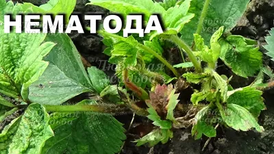 Ризоктониоз (чёрная парша) – болезни растений