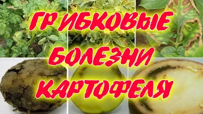 Чем болеет картофель: определяем по урожаю | На грядке (Огород.ru)