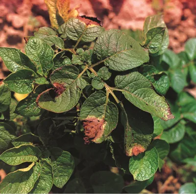 Фитофтороз картофеля: описание, симптомы и методы борьбы с болезнью| |  Bayer Crop Science Беларусь