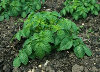 Картофель (Solanum tuberosum) - PictureThis