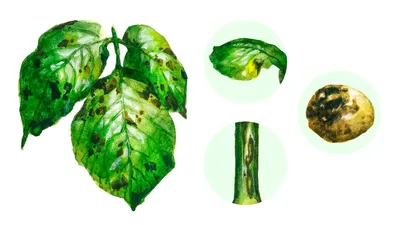 Фитофтороз картофеля – ЭТК Меристемные культуры