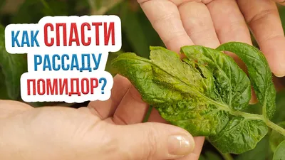 Болезни томатов | Описание, и их лечение